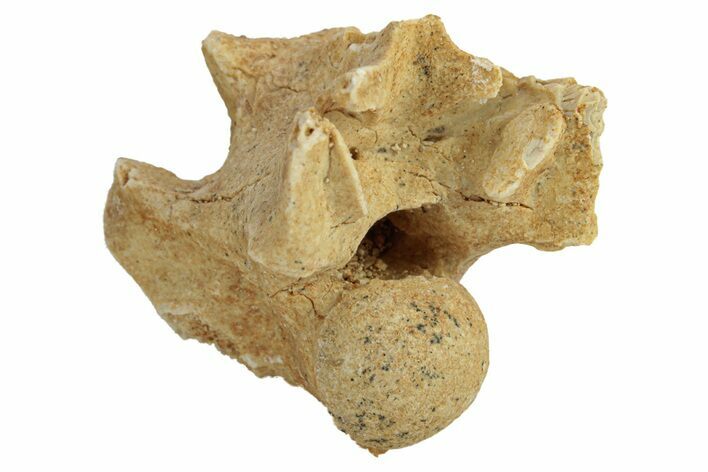 Fossil Sea Snake (Palaeophis) Vertebra - Morocco #277581
